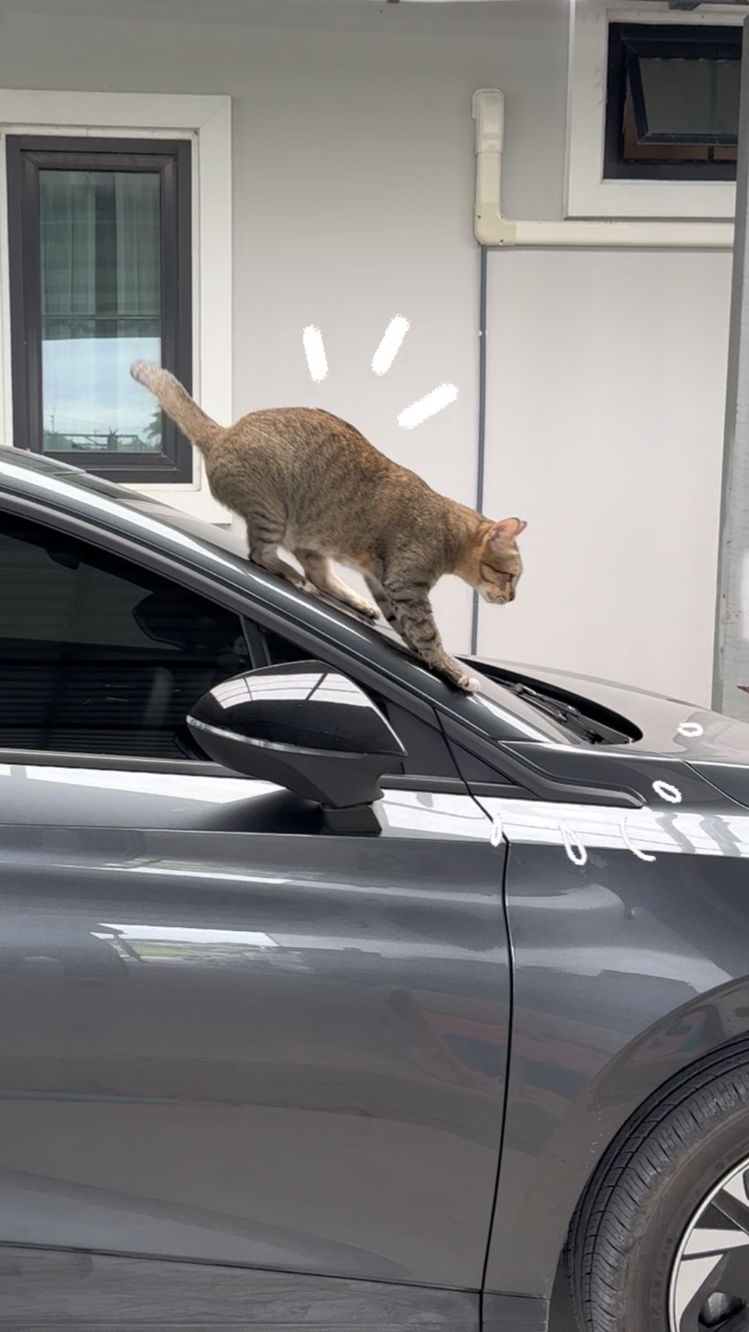 Cat fun