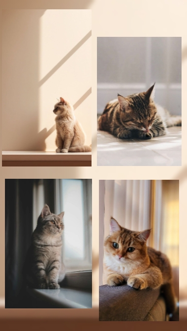 Pecinta kucing