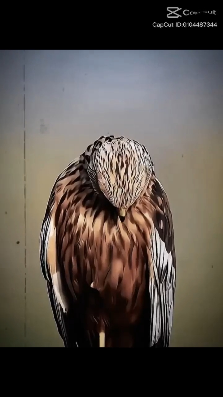 Tendencias NUEVA EDICIÓN