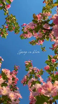 spring in bloom
