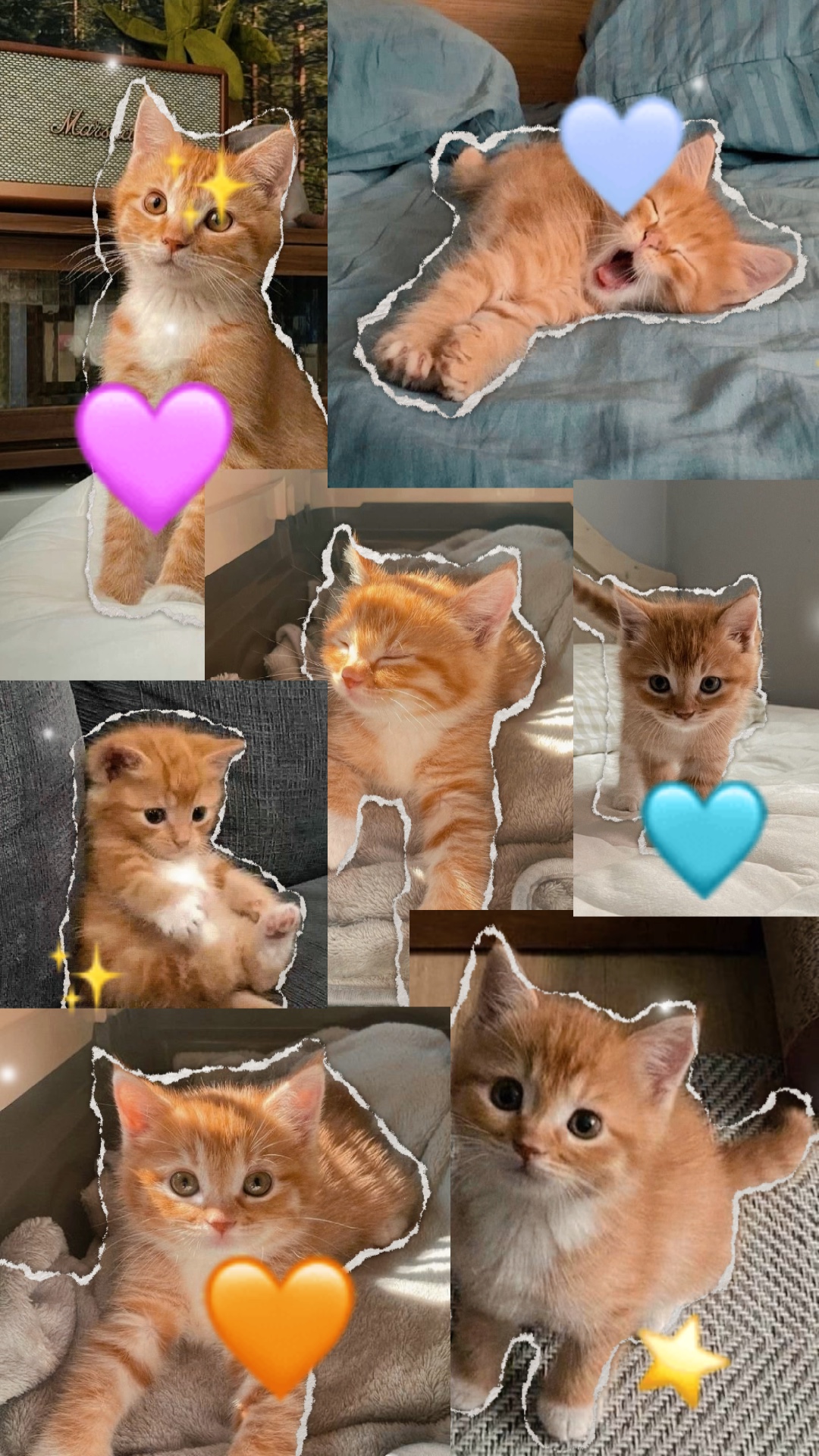 Gato fofo 