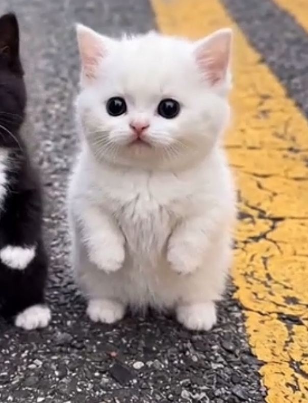 Dança gato