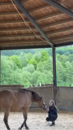 horse slomo // FAKE!