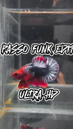PASSO FUNK ULTRA HD
