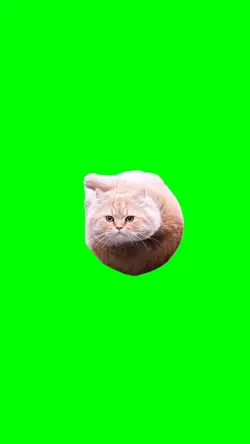 Flying spinning cat