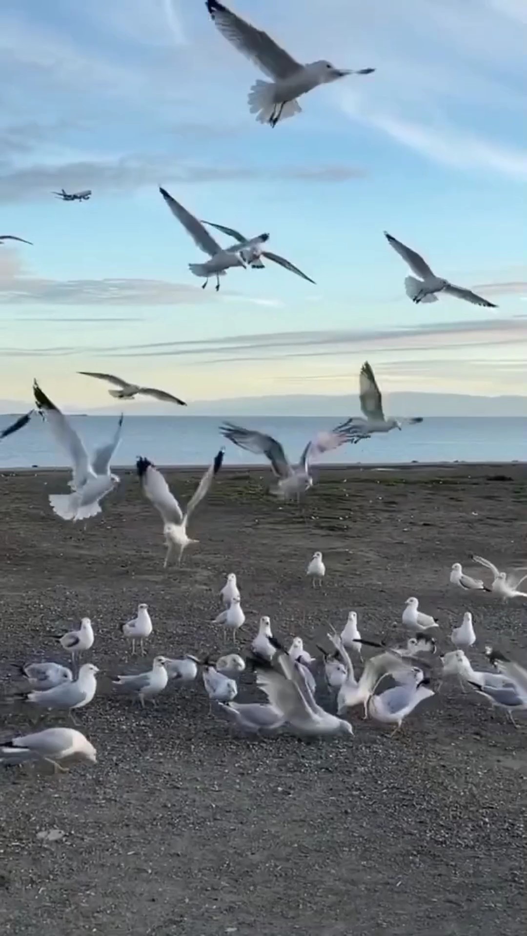 Air plane vs birds