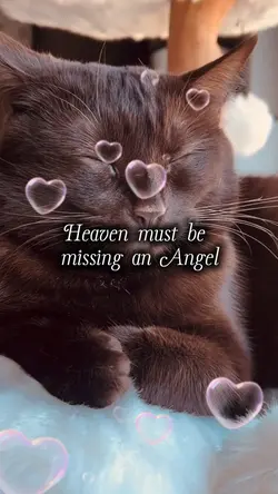 Pet Love🐾❤️