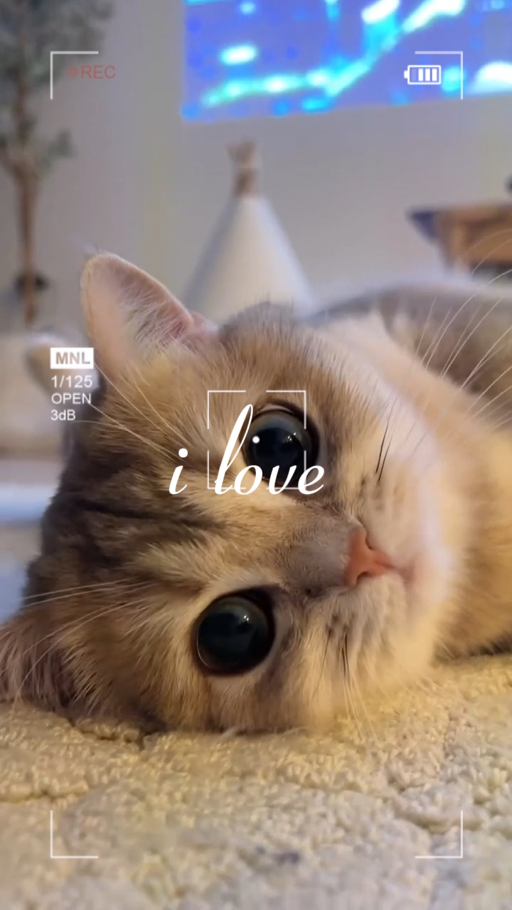 Ich liebe Katzen