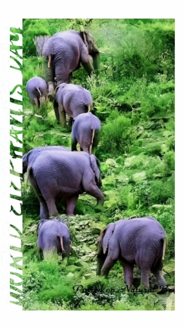 Día Mundial del Elefante