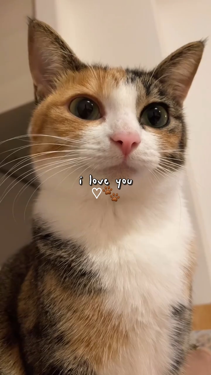 Amo a mis gatos