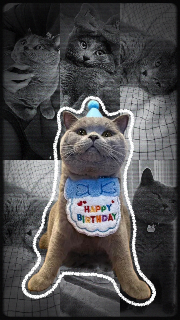 Happy Birthday Cat