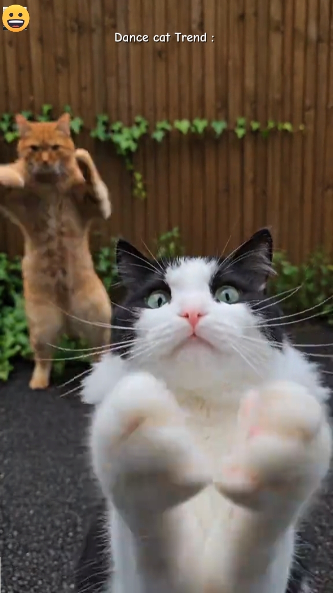 Tendencia del gato de baile 