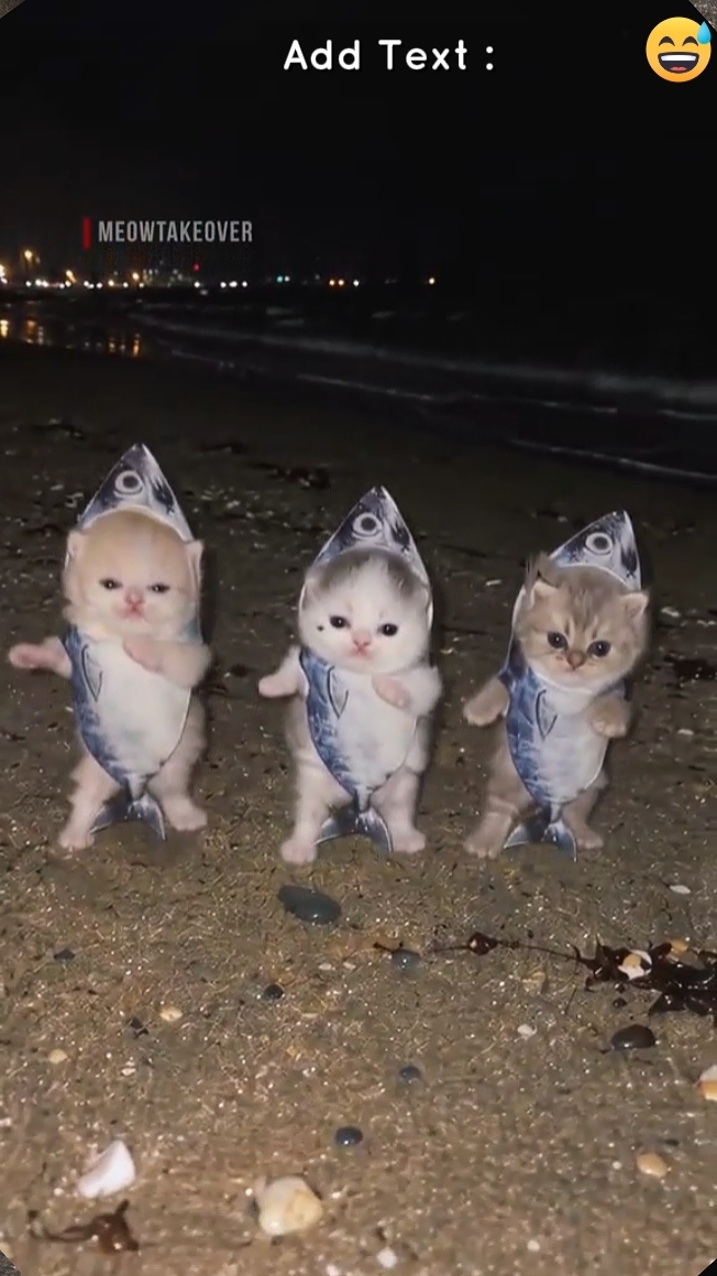 Tendencia del gato de baile 