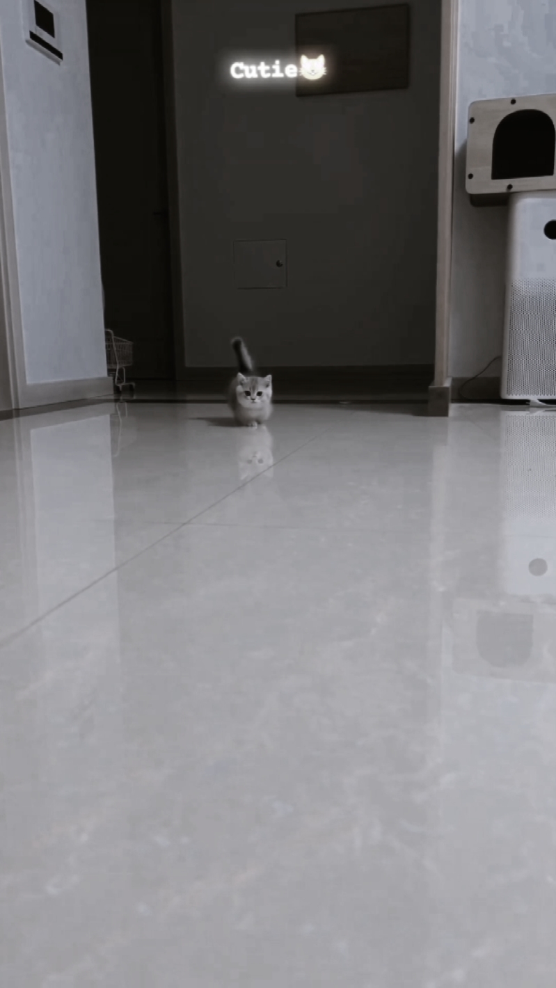 kucing cute