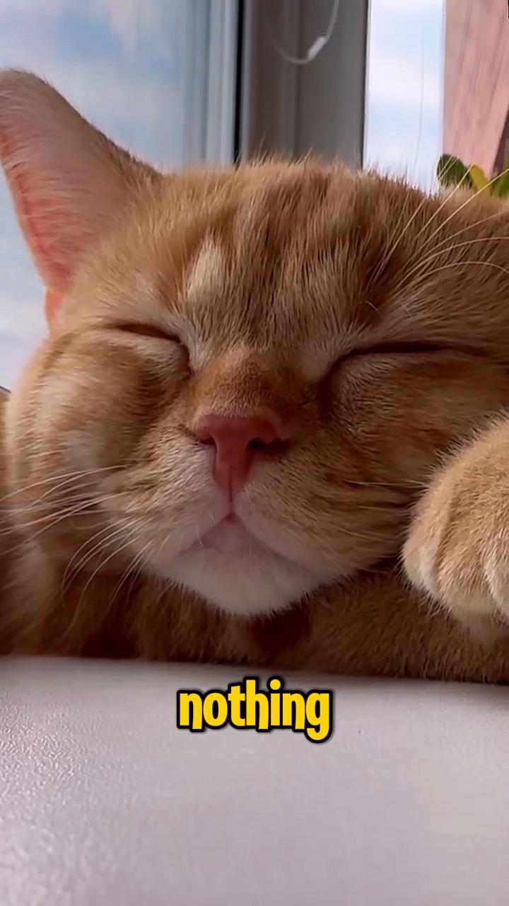 Kedi rutini