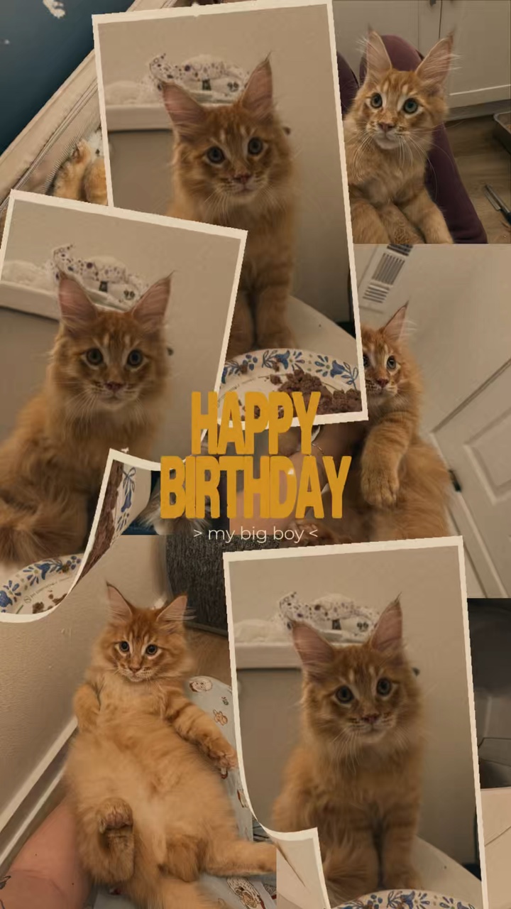 고양이 생일 💋🫶