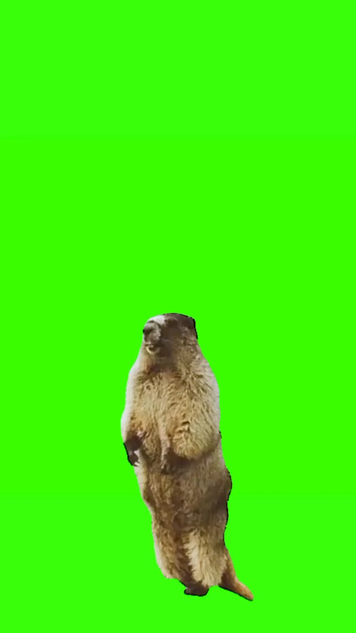 마못 비명 