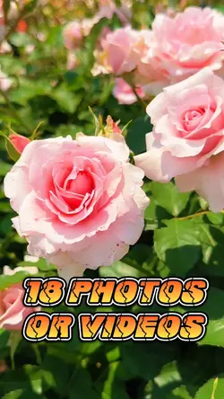 18 Photo Slides
