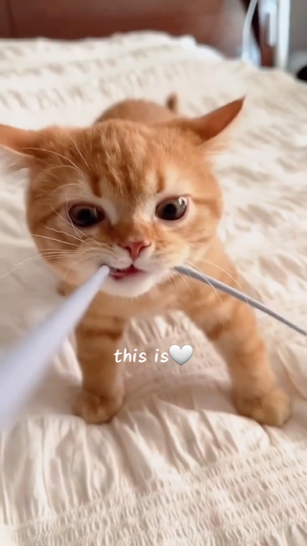 CUTE CAT FOR YOU