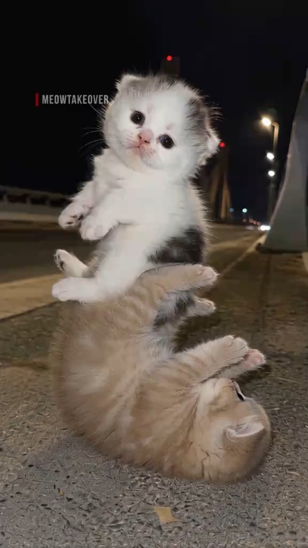 Lindo gato