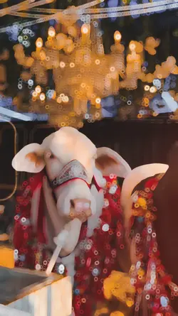 Cow template 🔥