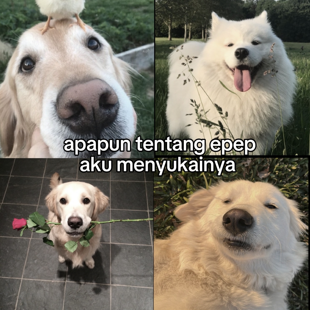 Lustig ein Hund 
