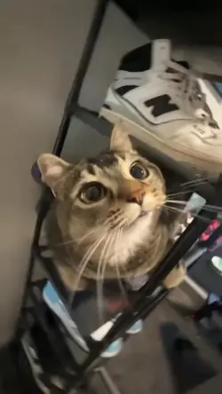 GATINHO!!!