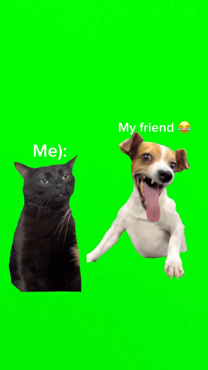 Meme Dong & Kucing gre