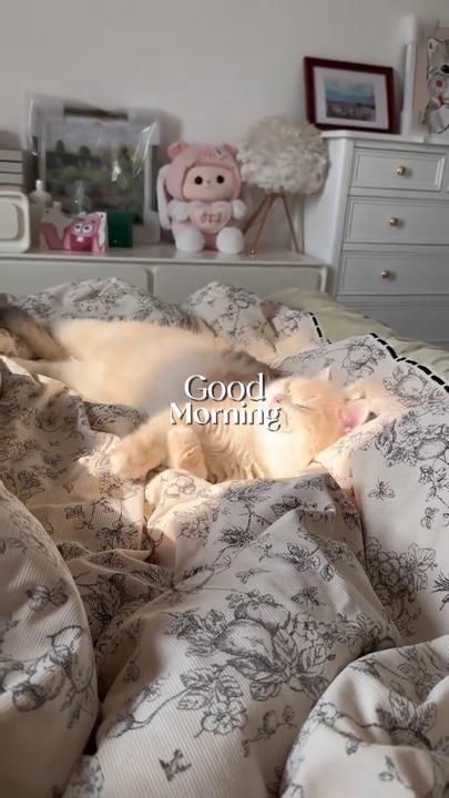 Vlog matutino
