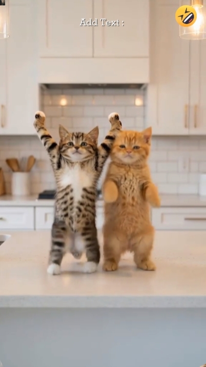 Gato Divertido