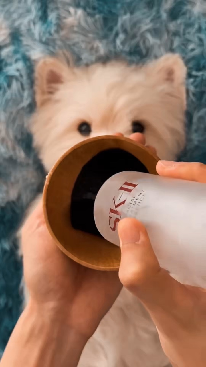 Perrito sentado