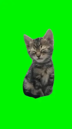 Sleepy Cat 