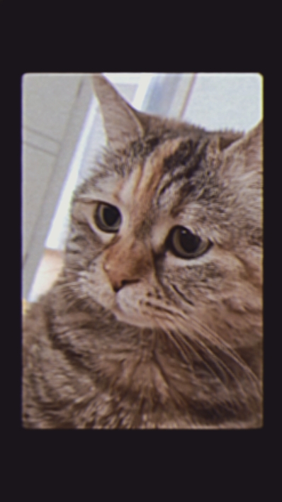 Gato de tendencia Wiwi