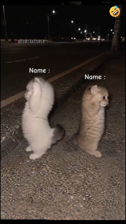 Cute Cat