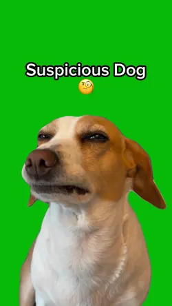Suspicious Dog π§