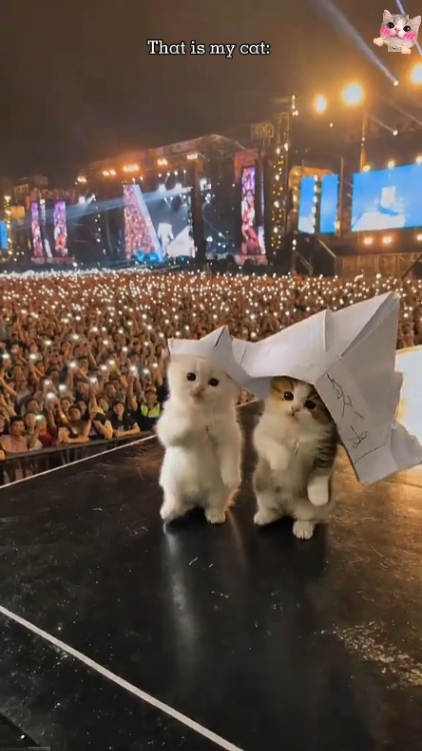 Cute Cat, 