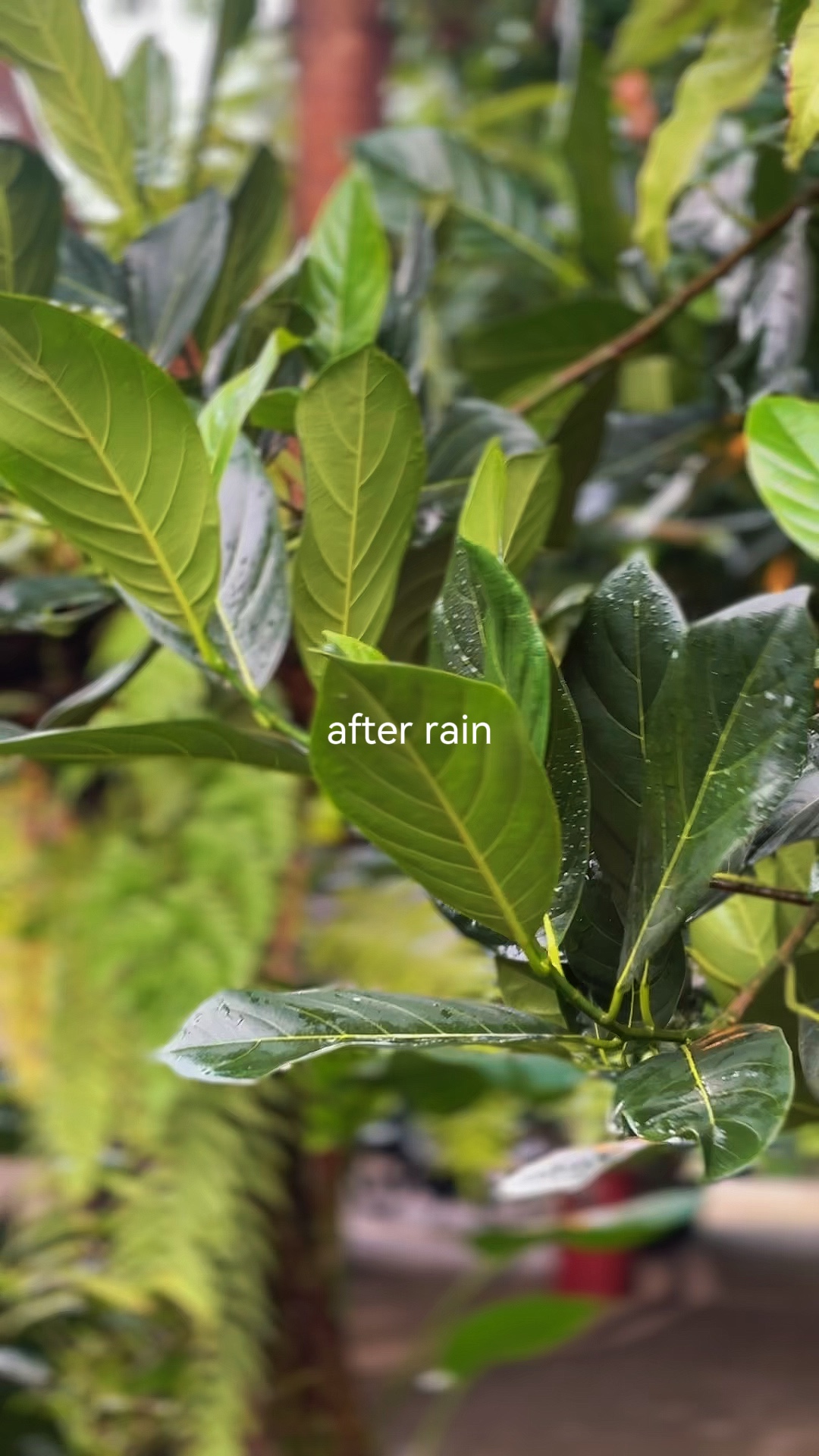 Depois Da Chuva