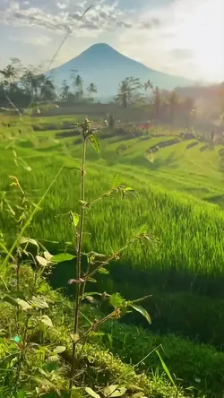 cinematic nature