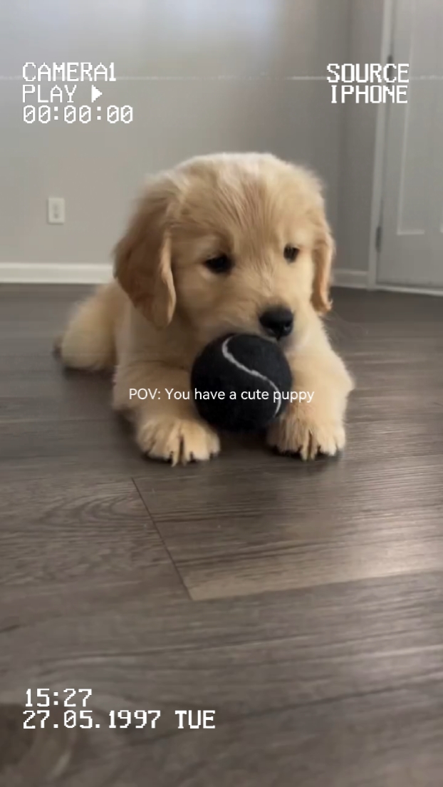 Momentos Fofos De Cachorrinho 