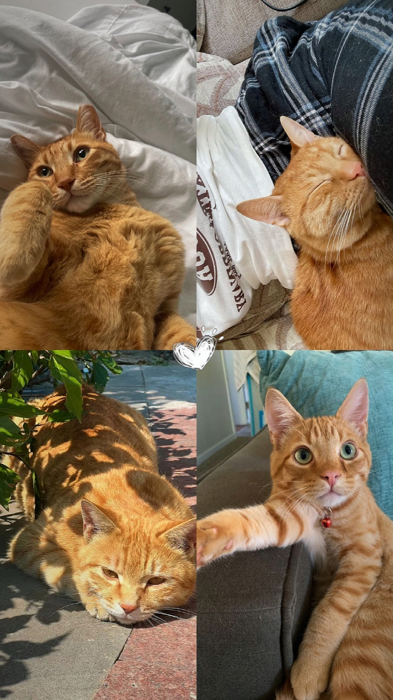 4 foto