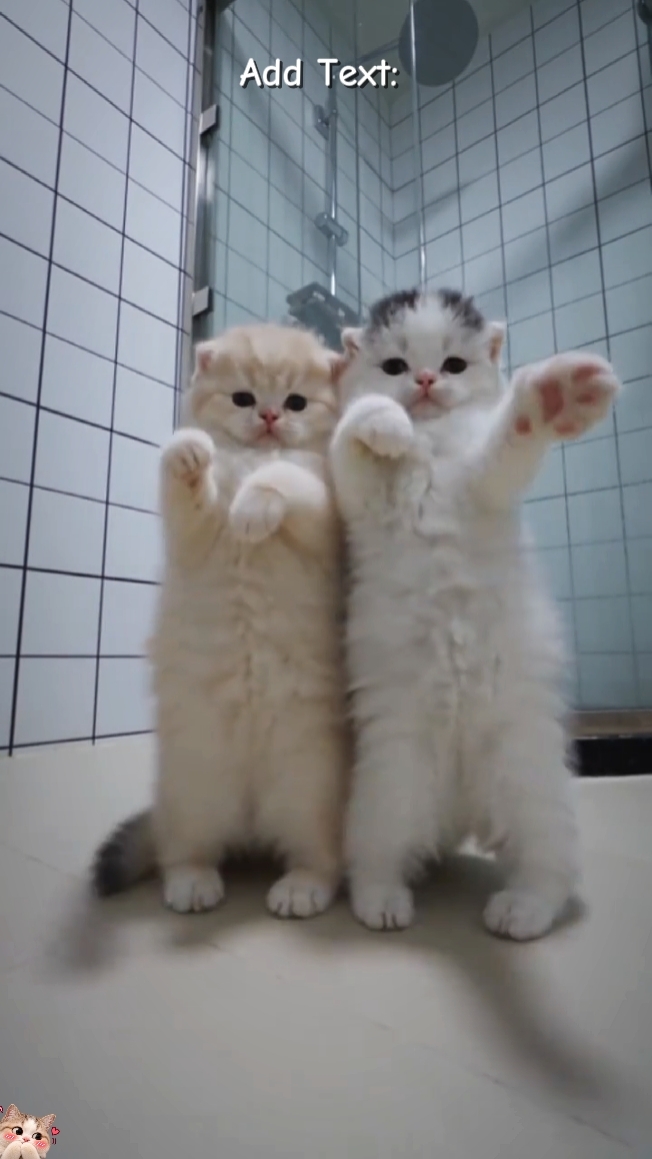 Dance cat Trend'