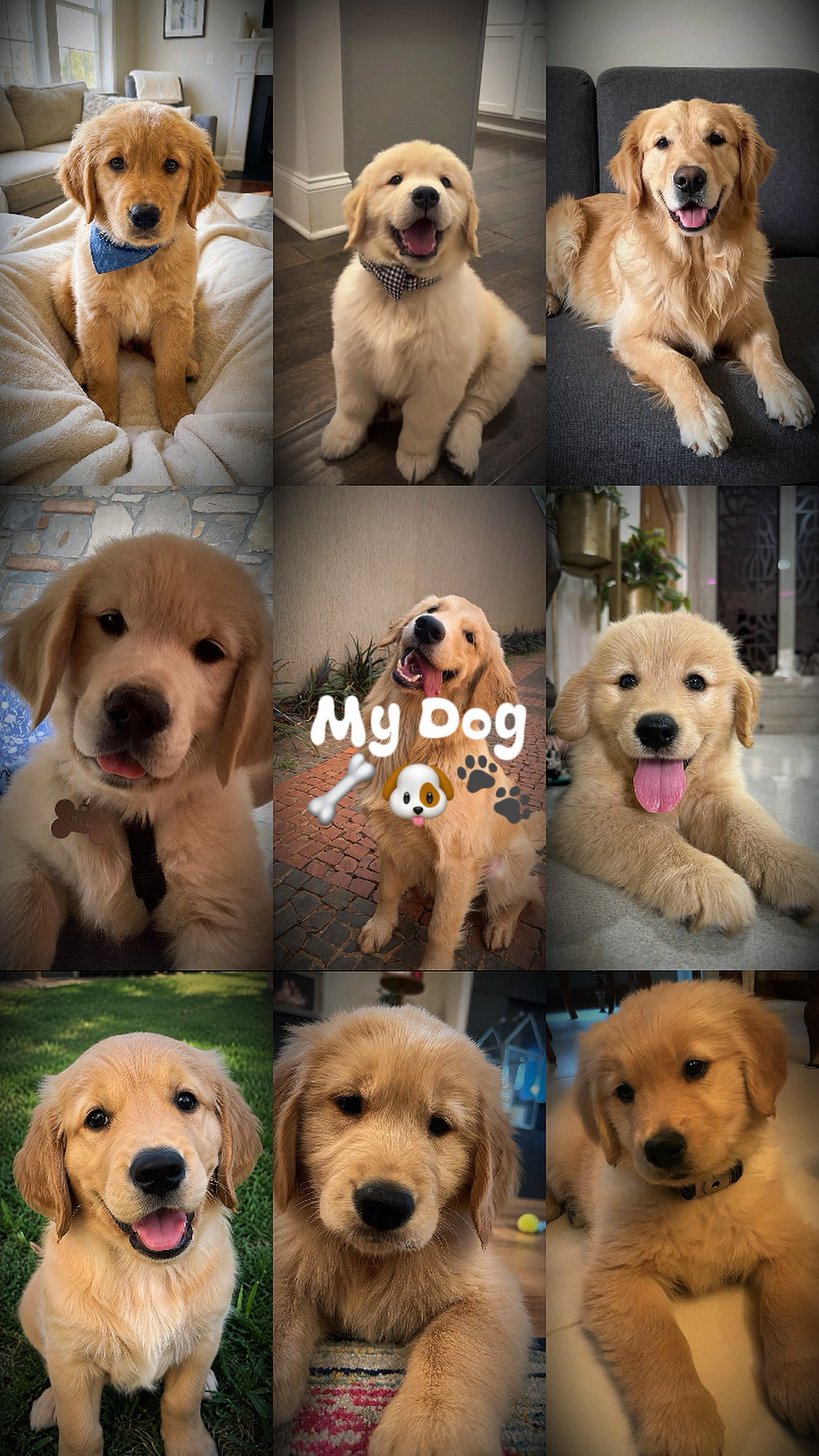 My Dog