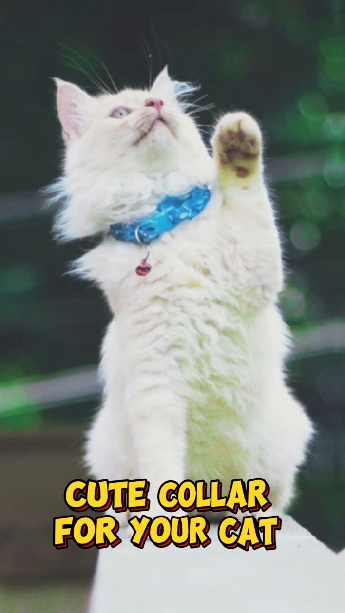 Cat Collar Promotion in Intro Beginning Tiktok Style 