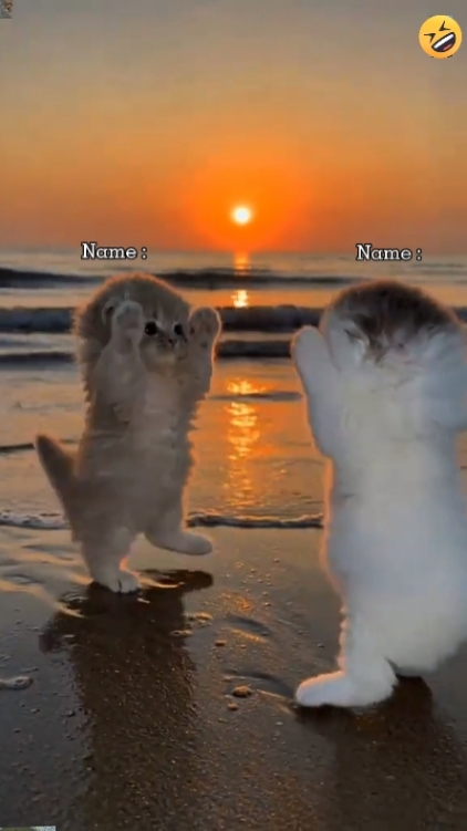 Kucing imut. 
