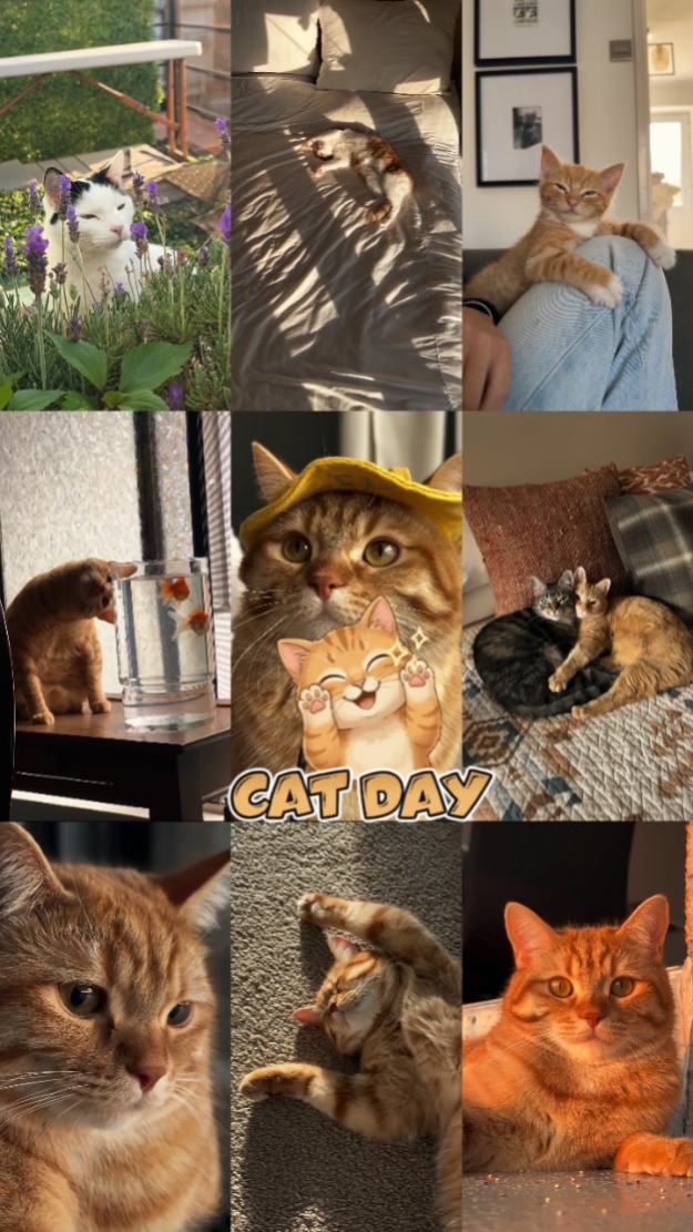 Día Nacional del Gato