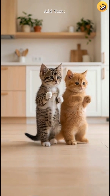 Cute cat. 