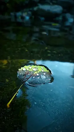 6 video or photo
