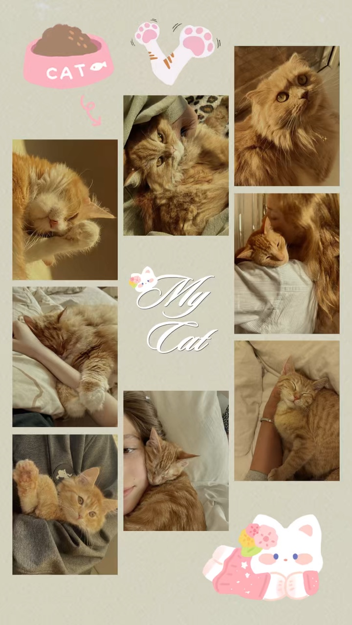 Birthday my cat 🐱