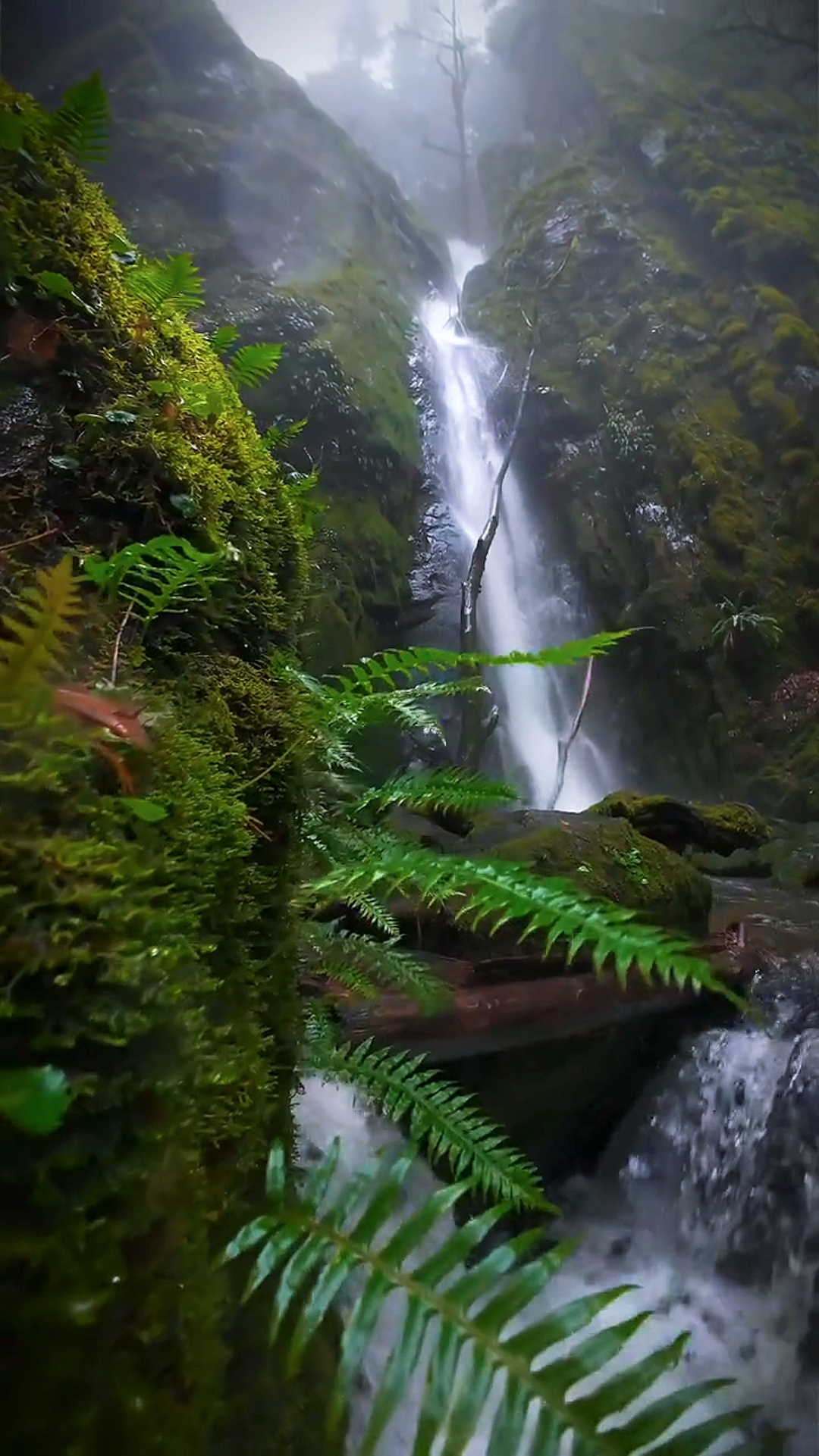 nature estetik hd