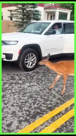tiktok viral 